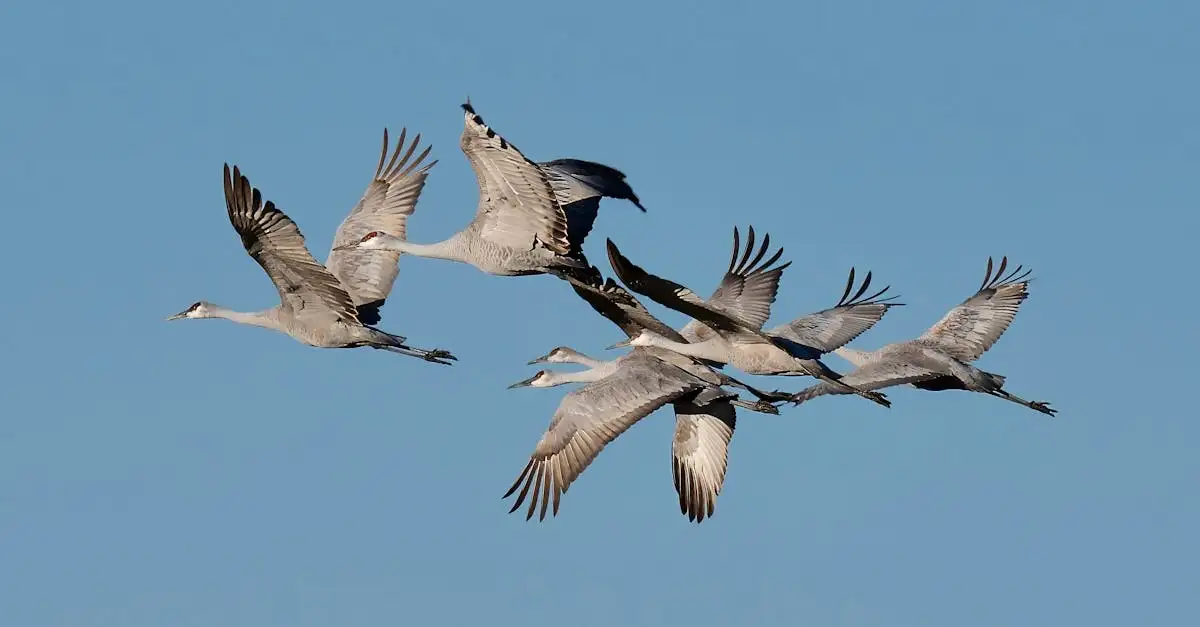 Welke vogels bouwen baltsarena's zoals prieelvogels?