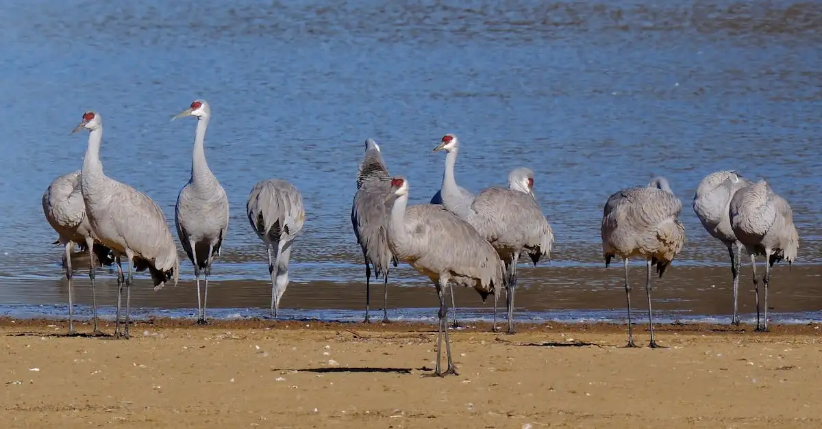 Welke vogels bouwen baltsarena's zoals prieelvogels?
