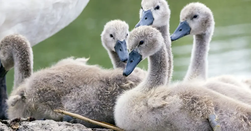 Welke vogels broeden er samen en waarom?