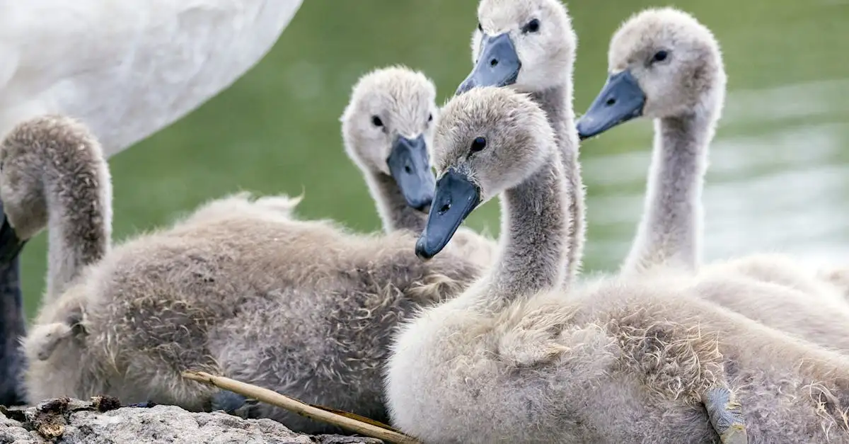 Welke vogels broeden er samen en waarom?