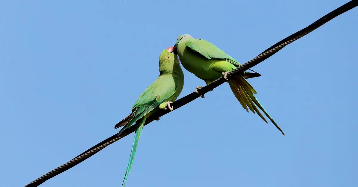 Welke vogels hebben betoverende baltsdansen?
