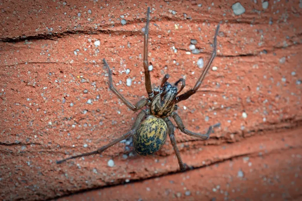 Wie was Arachne en wat overkwam haar in de mythologie?