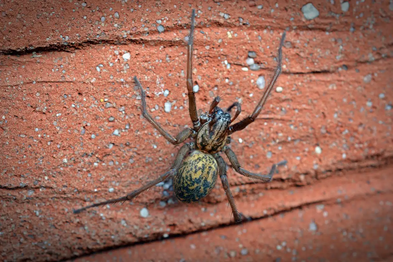 Wie was Arachne en wat overkwam haar in de mythologie?