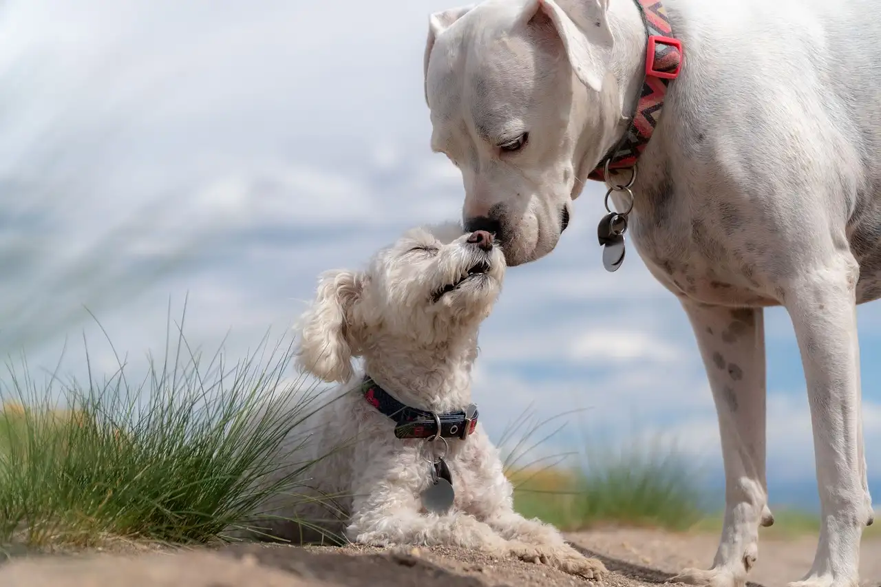 Hoe belangrijk is regelmatige lichaamsbeweging voor honden?