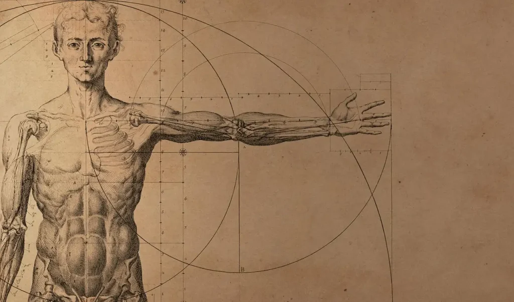 Hoe beïnvloedden Vesalius' anatomische studies de geneeskunde?