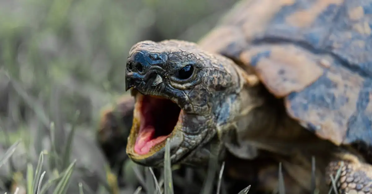 Hoe beschermen schildpadden zich tegen hun roofdieren?
