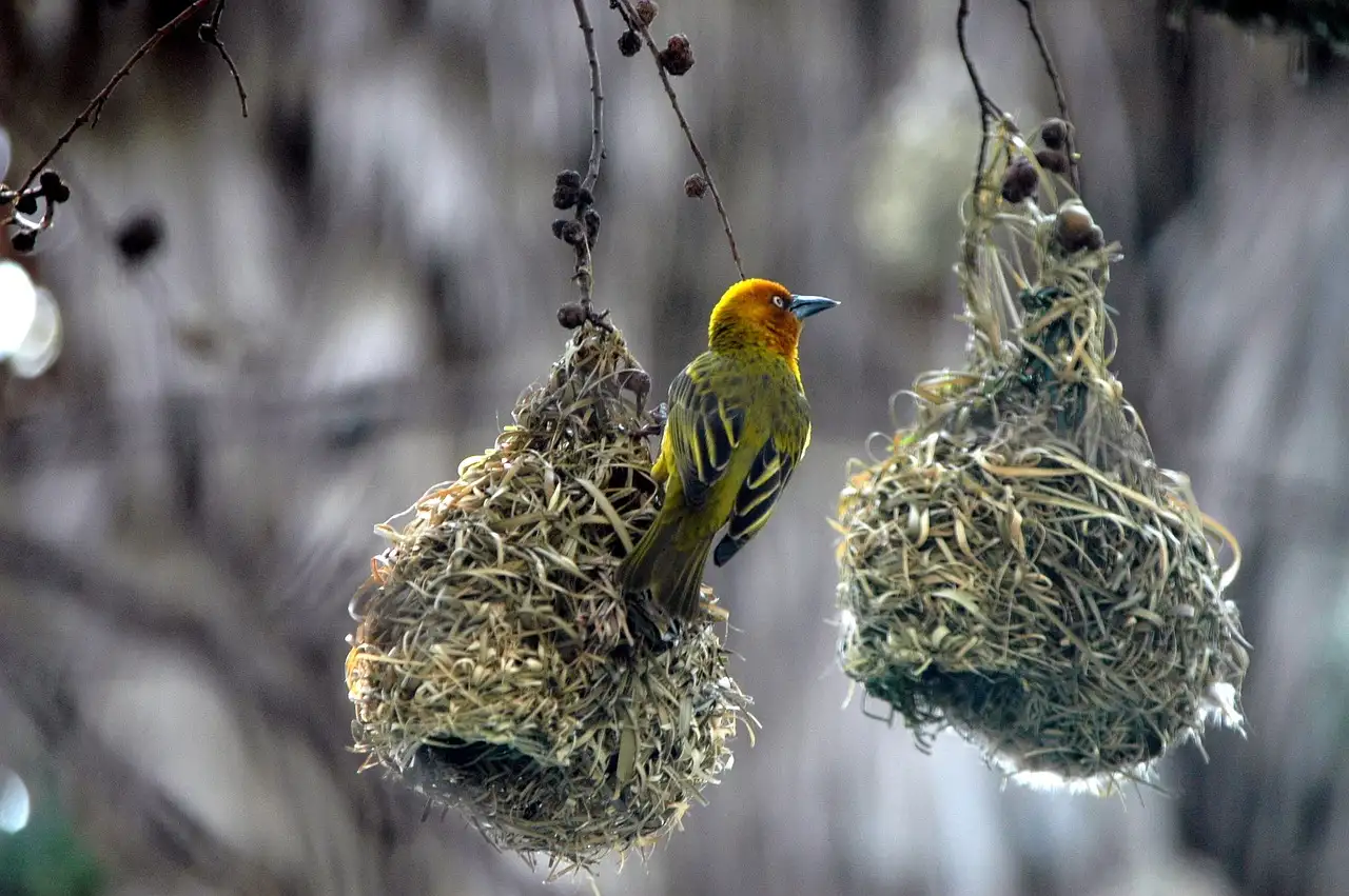 Hoe bouwen vogels hun nesten? Ontdek het hier!