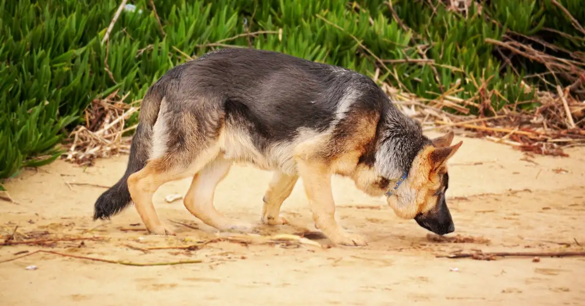 Hoe dragen honden bij aan evolutionair onderzoek?