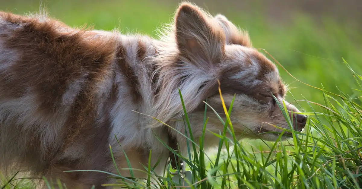 Hoe goed kunnen honden geuren ruiken en detecteren?