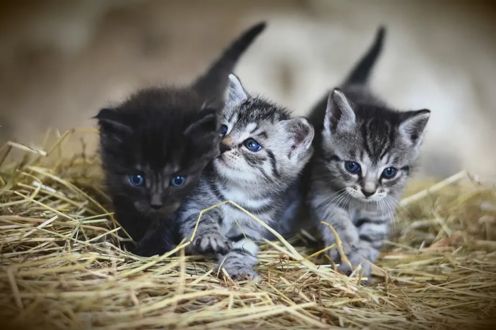 Hoe helpen katten om stress bij mensen te verminderen?