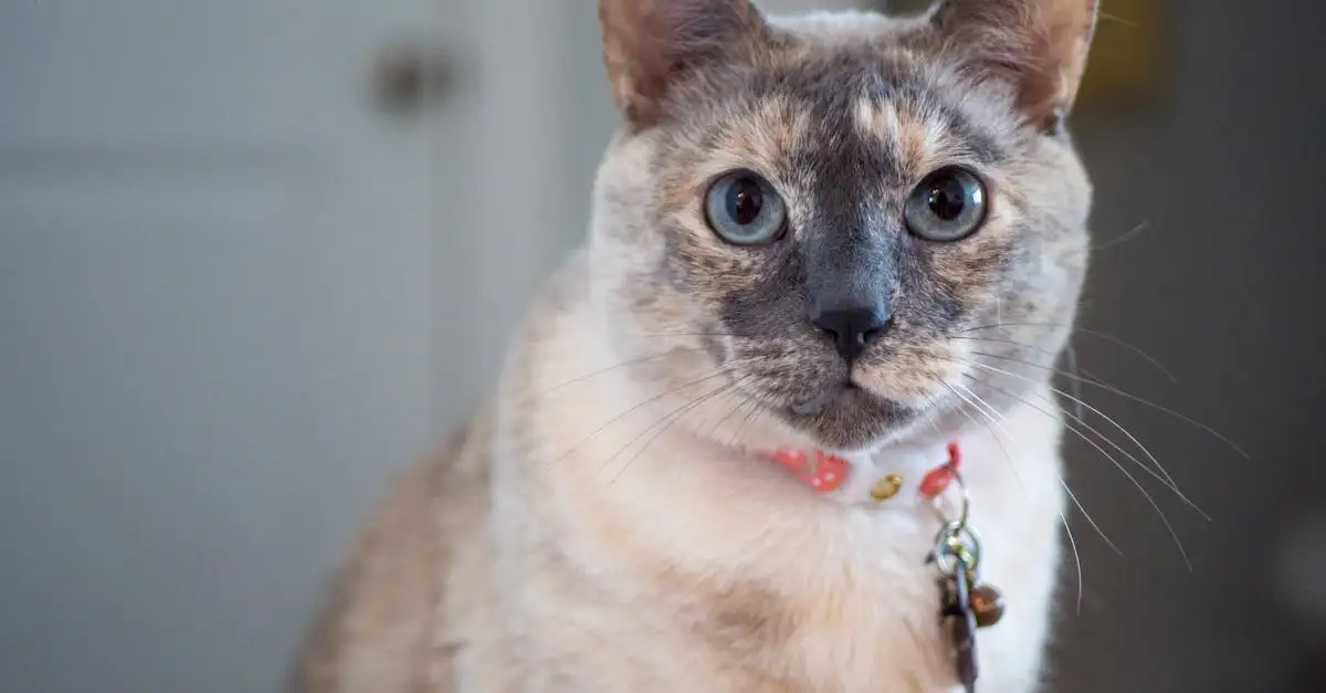 Hoe helpen katten om stress bij mensen te verminderen?
