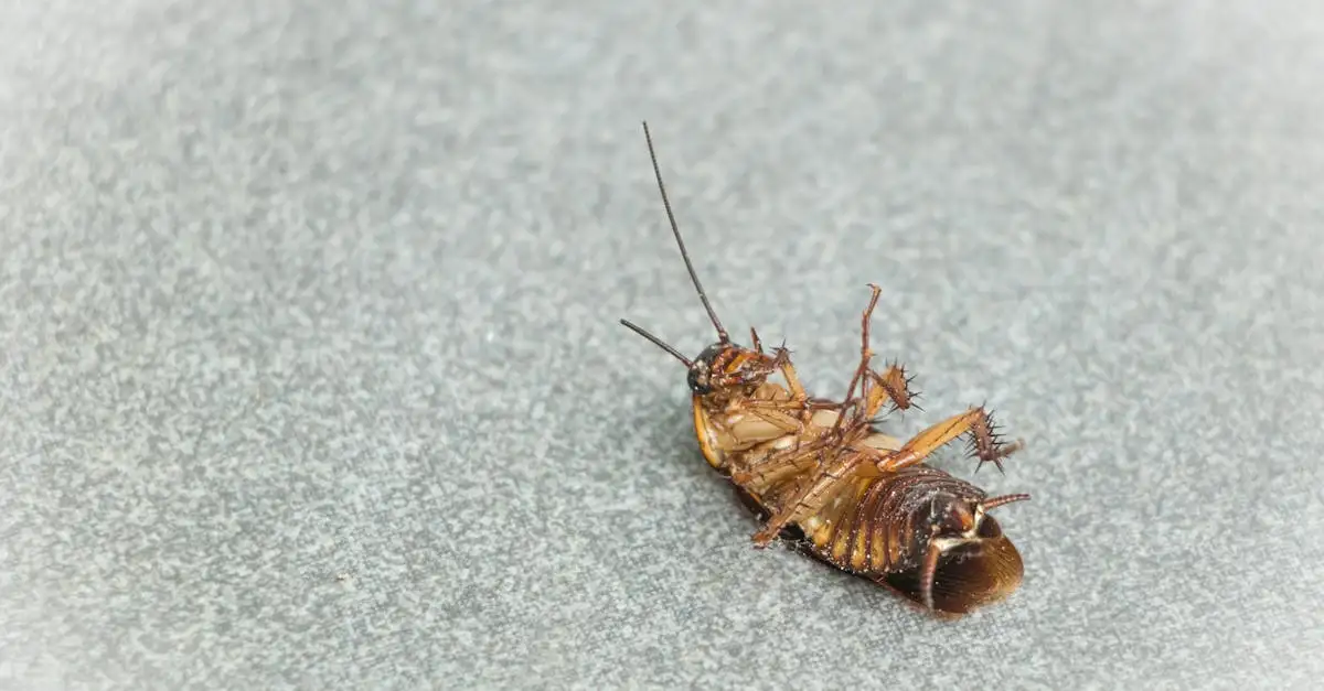 Hoe helpt knoflookwater tegen insecten in de tuin?