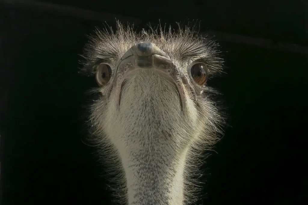 Hoe helpt snavelvorm vogels bij het vinden van voedsel?