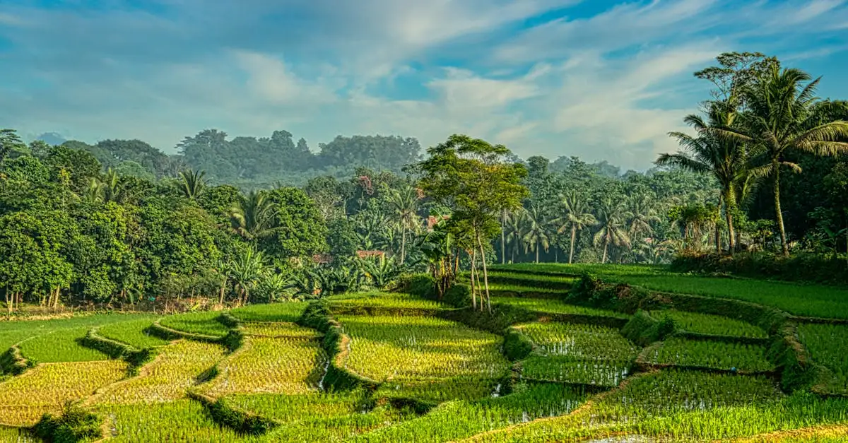Hoe luidt het indonesische woord voor rijst?