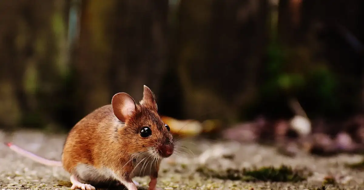 Hoe muizen stoppen met staalwol in kleine gaten?