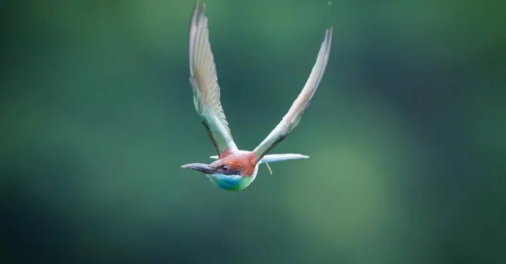 Hoe oud wordt een vogel?