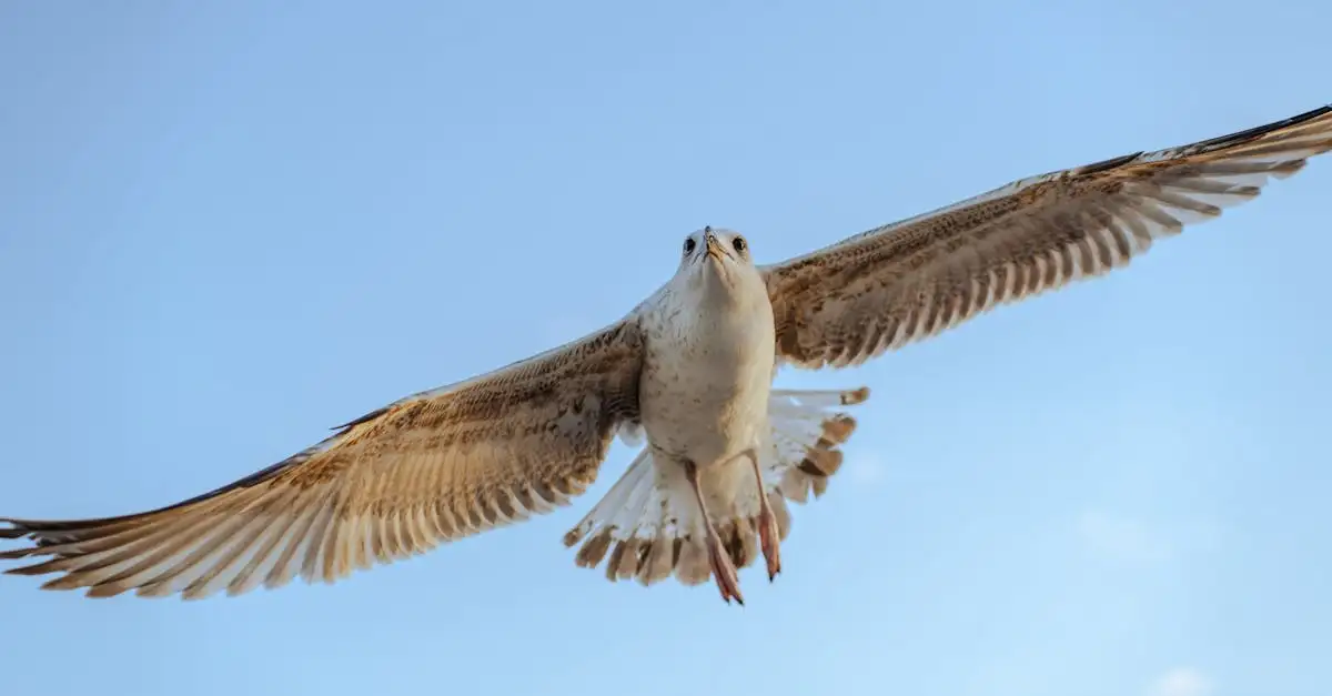 Hoe oud wordt een vogel?