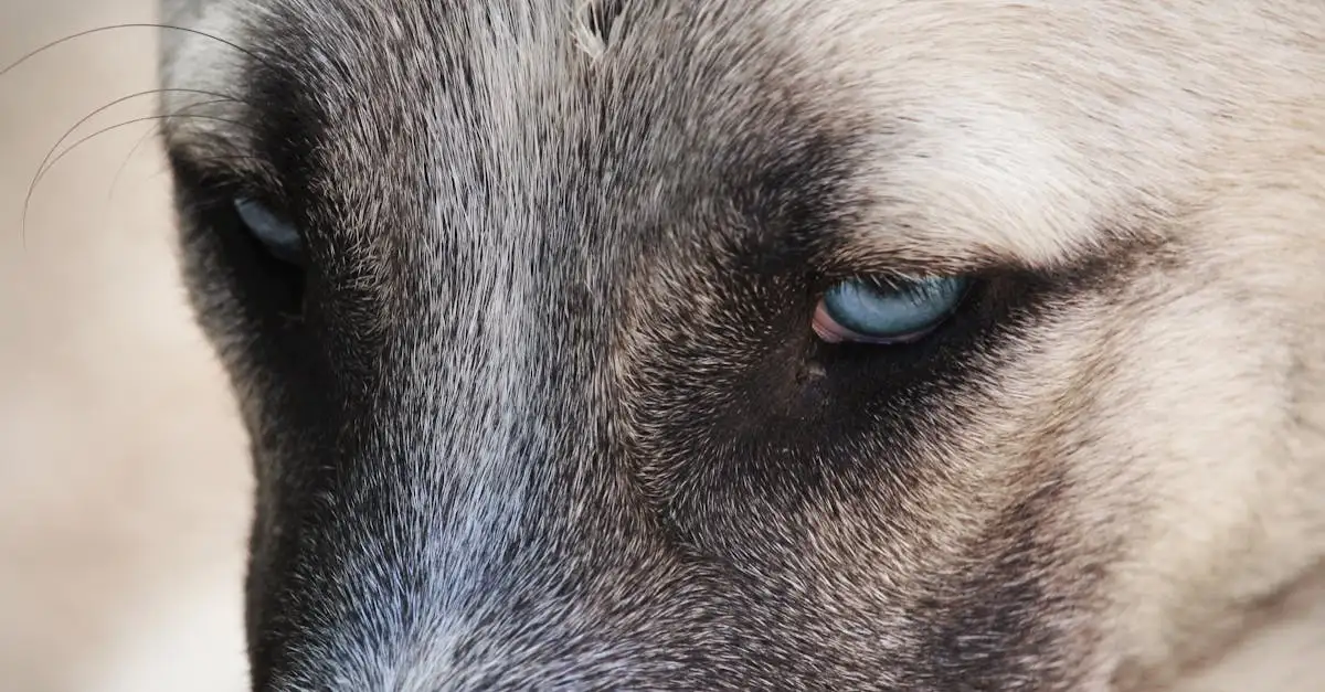 Hoe reageren honden op menselijke emoties en gevoelens?