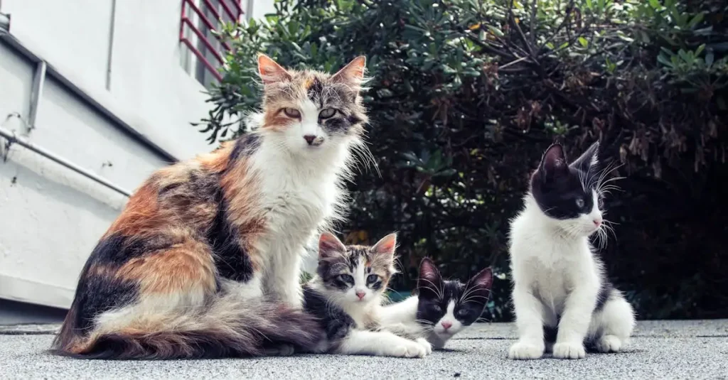 Hoe reageren katten op andere huisdieren in huis?