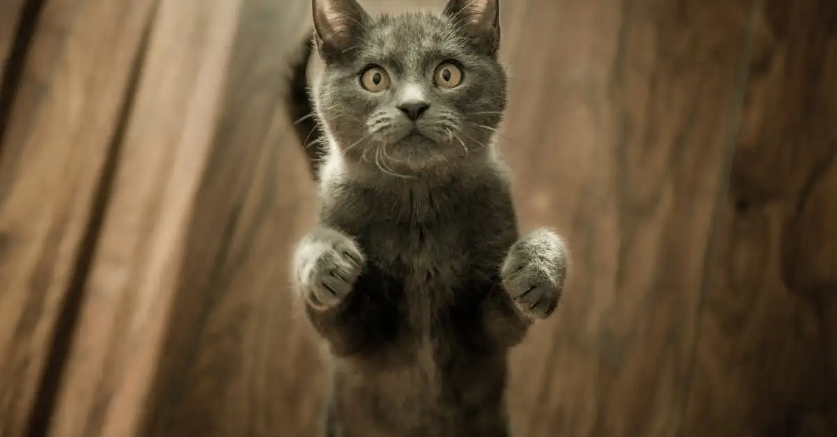 Hoe reageren katten op andere huisdieren in huis?