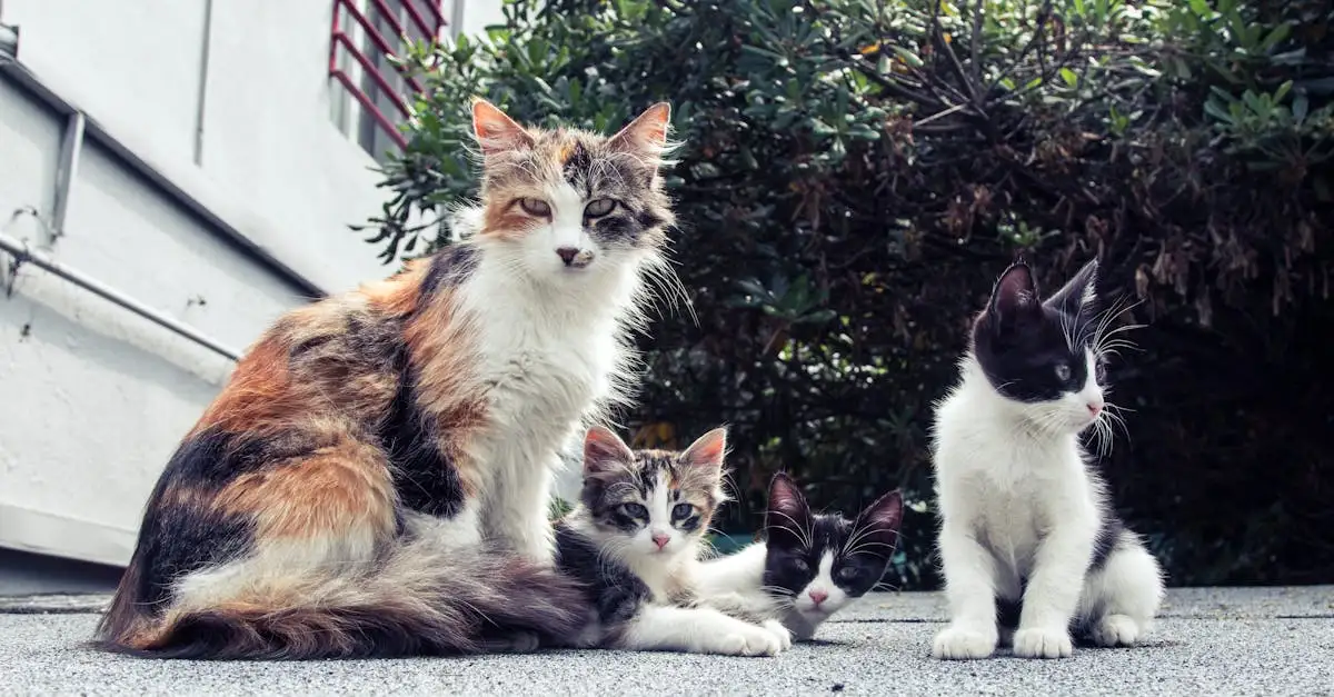 Hoe reageren katten op andere huisdieren in huis?
