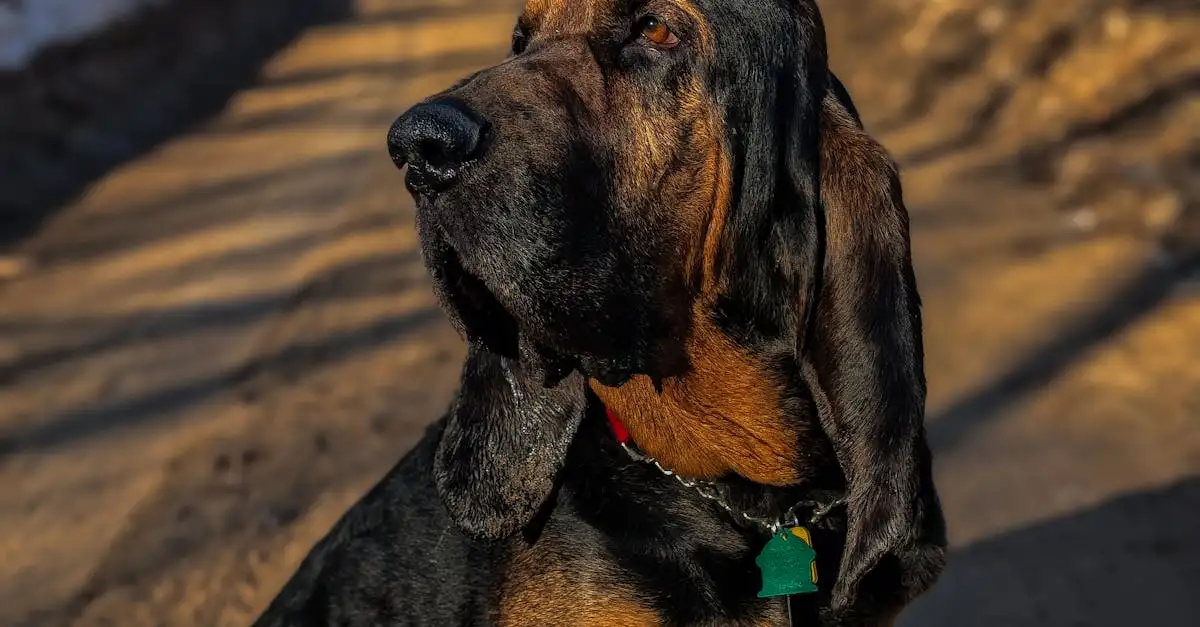 Hoe snel merk je vergiftiging hond?
