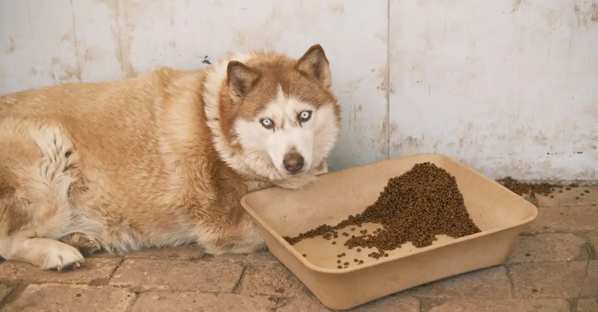 Hoe worden honden geadopteerd door opvangorganisaties?