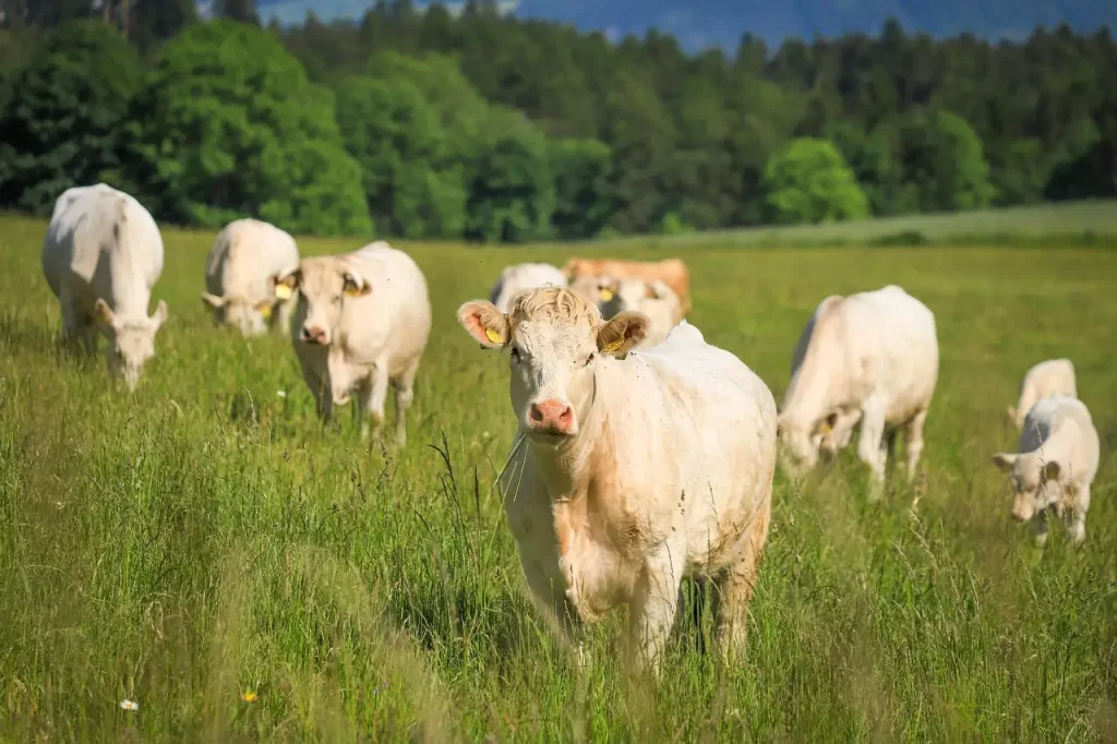 Kunnen koeien elkaar herkennen? Ontdek het hier!