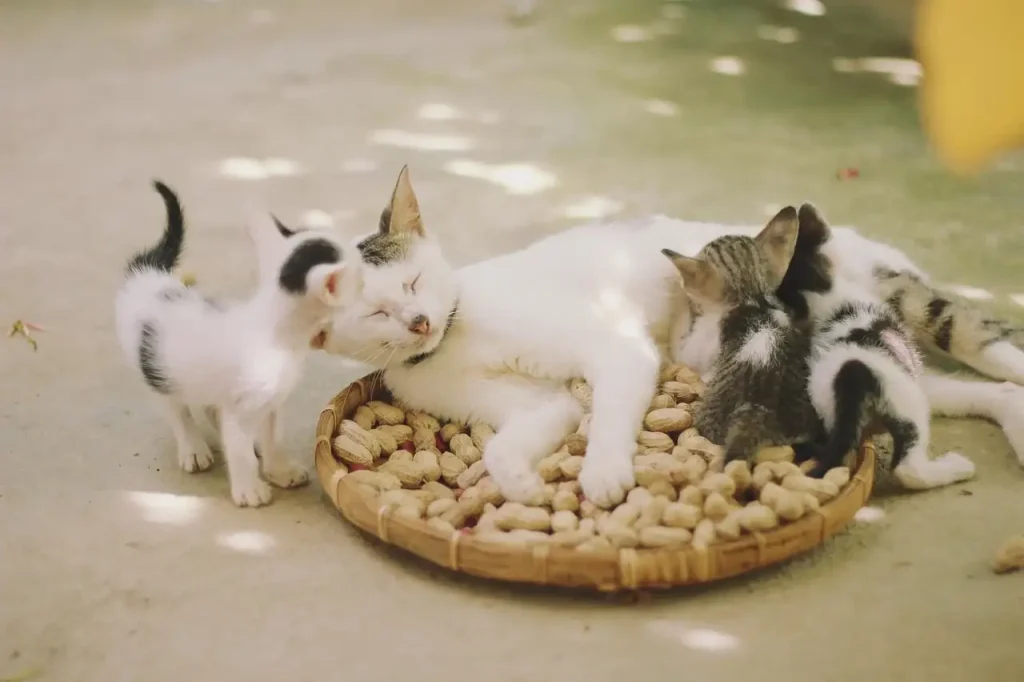 Van welke diersoort stammen onze katten af?