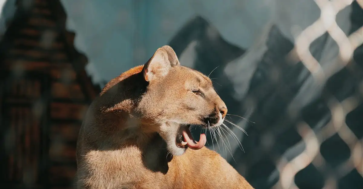 Van welke diersoort stammen onze katten af?