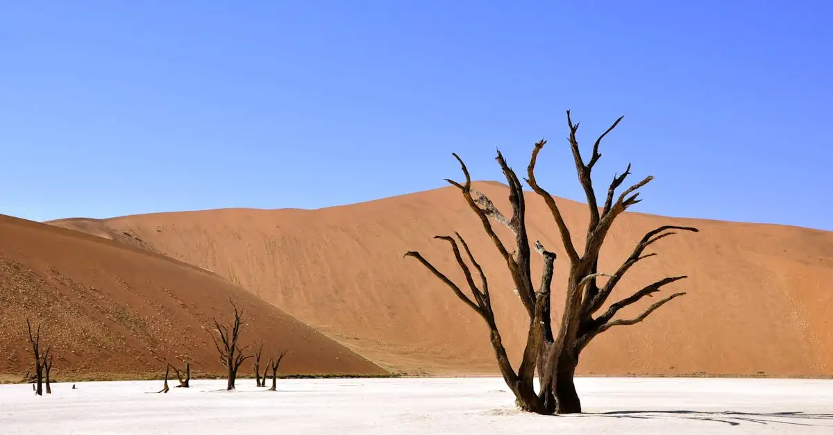 Waar vind je de duinen van de Namib-woestijn?