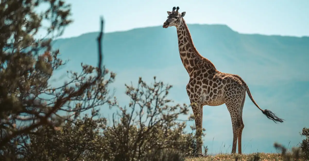 Waarom heeft een giraffe zo'n lange nek? Ontdek het hier!
