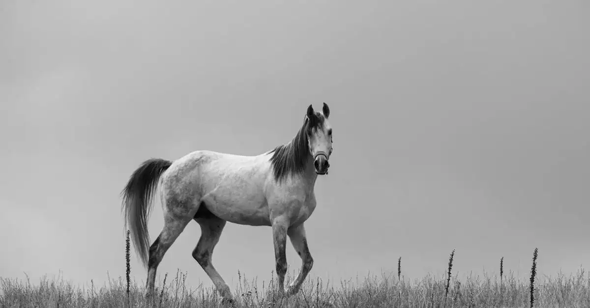 Waarom wordt Poseidon met een paard afgebeeld?