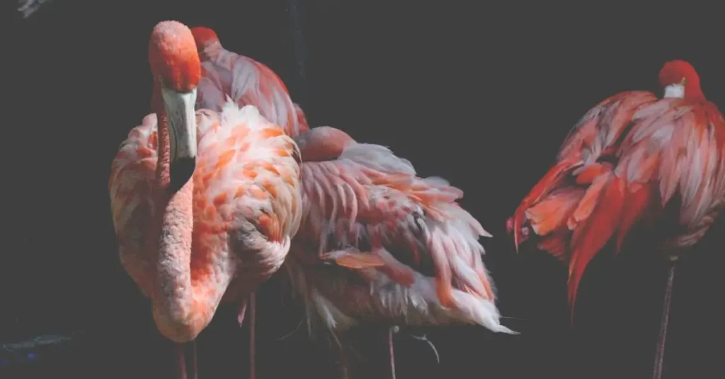 Waarom zijn flamingo's eigenlijk zo roze? Ontdek het hier!