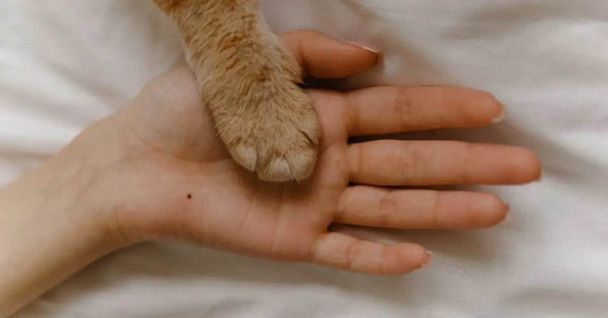 Waarom zijn katten de ideale metgezellen voor ouderen?