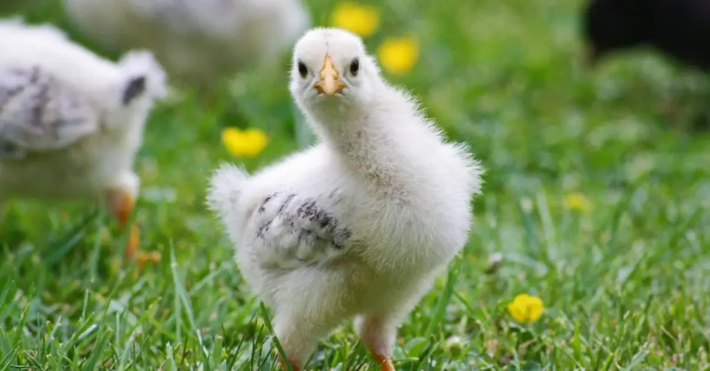 Waarom zijn kippen zo populair als gedomesticeerde vogels?