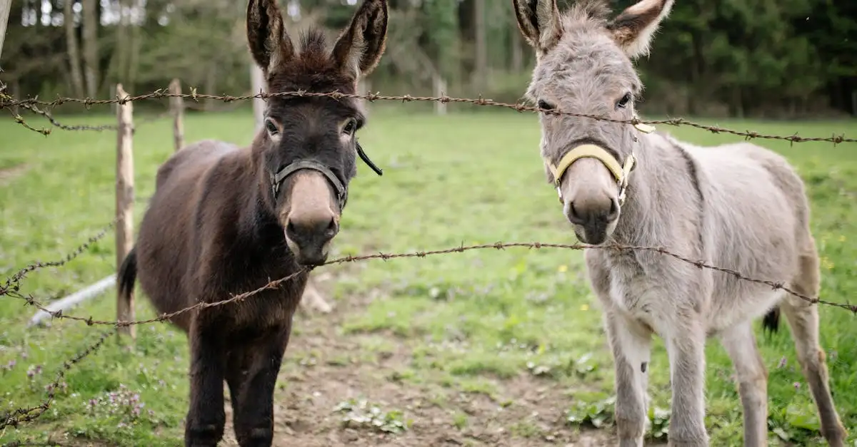 Waren paarden en ezels de eerste vervoersmiddelen?