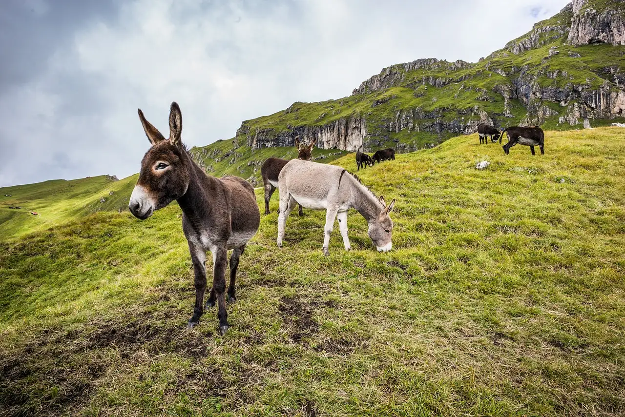 Waren paarden en ezels de eerste vervoersmiddelen?