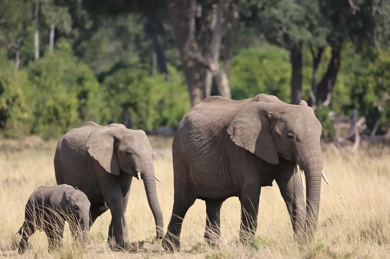 Wat is de Maasai Mara, het beroemde safarigebied in Kenia?