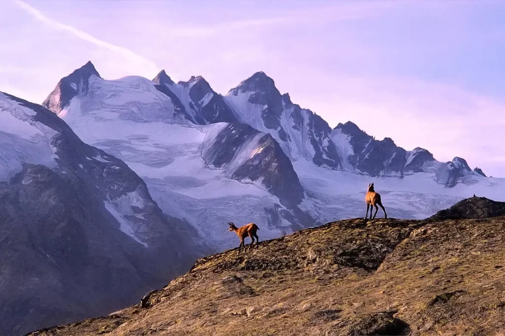 Wat is het Gran Paradiso National Park in Italië?
