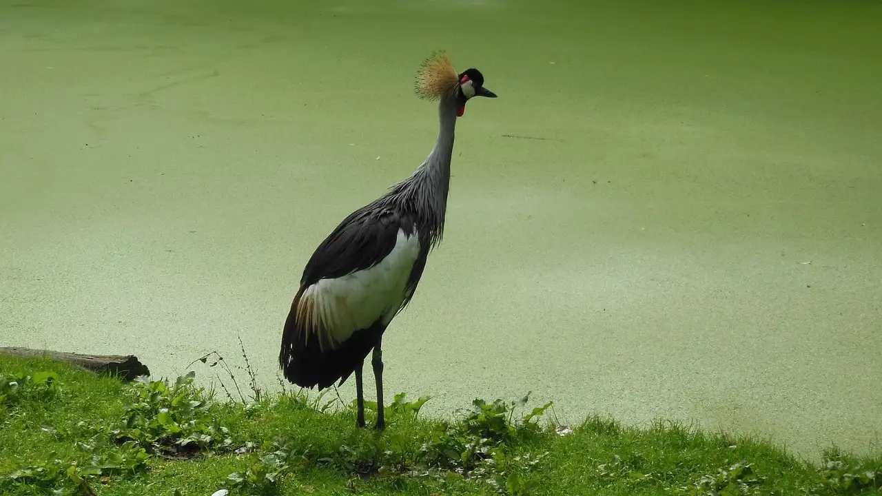 Wat is het verhaal van de kraanvogel in Indiaanse mythes?
