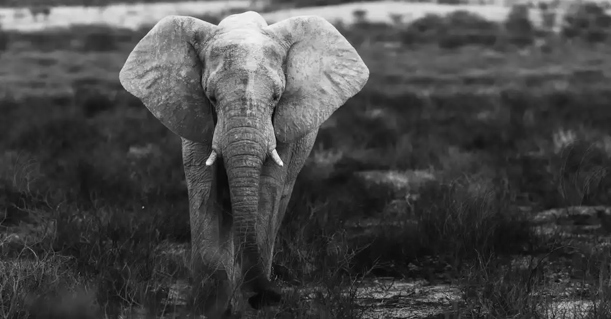 Wat maakt Etosha National Park in Namibië zo bijzonder?