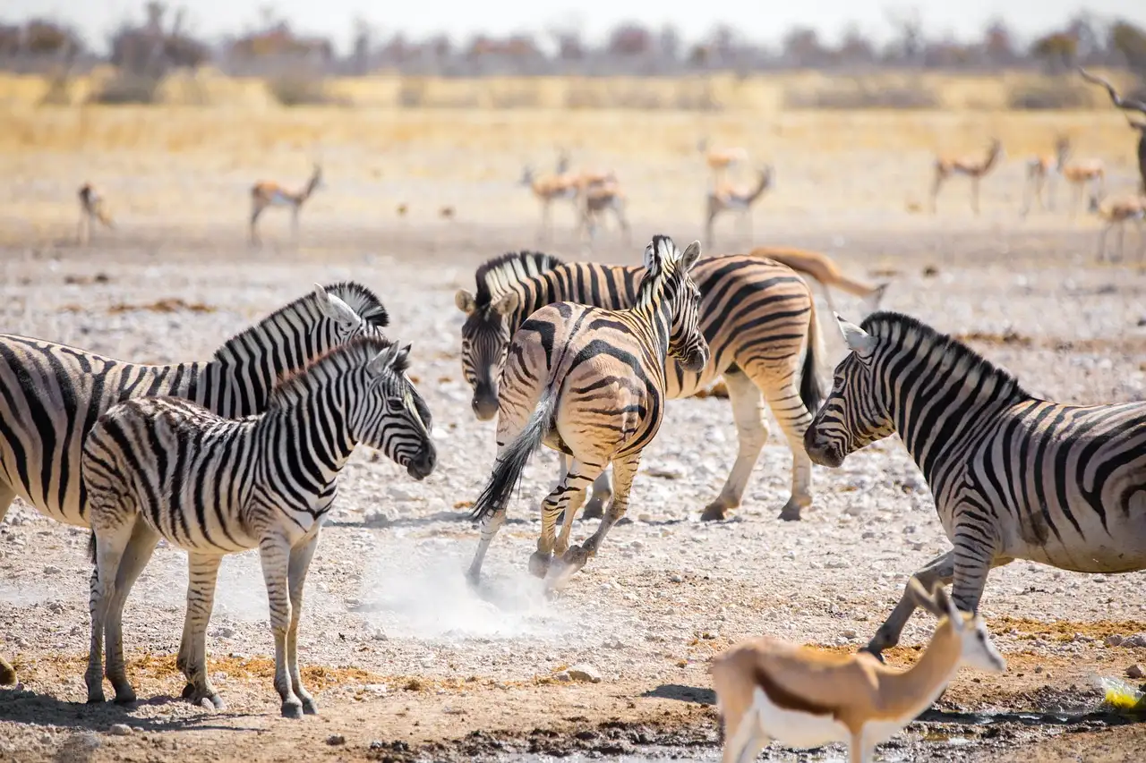 Wat maakt Etosha National Park in Namibië zo bijzonder?