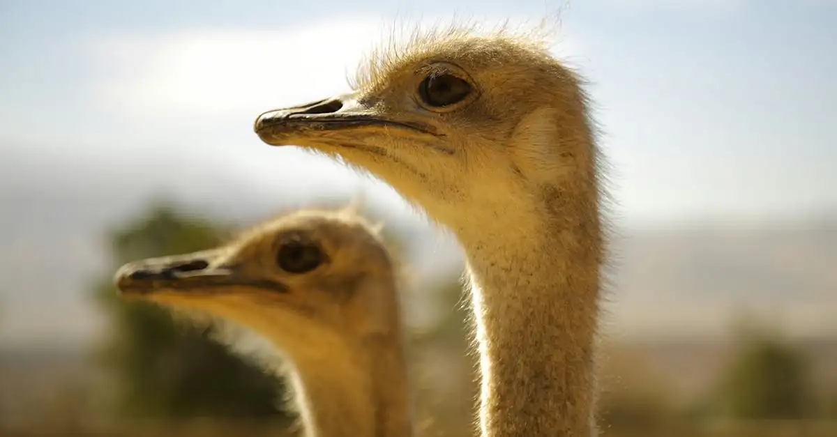 Wat maakt struisvogels de grootste vogels ter wereld?