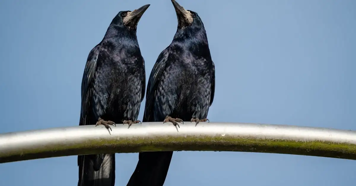 Wat symboliseert de raven van Morrigan in de mythologie?