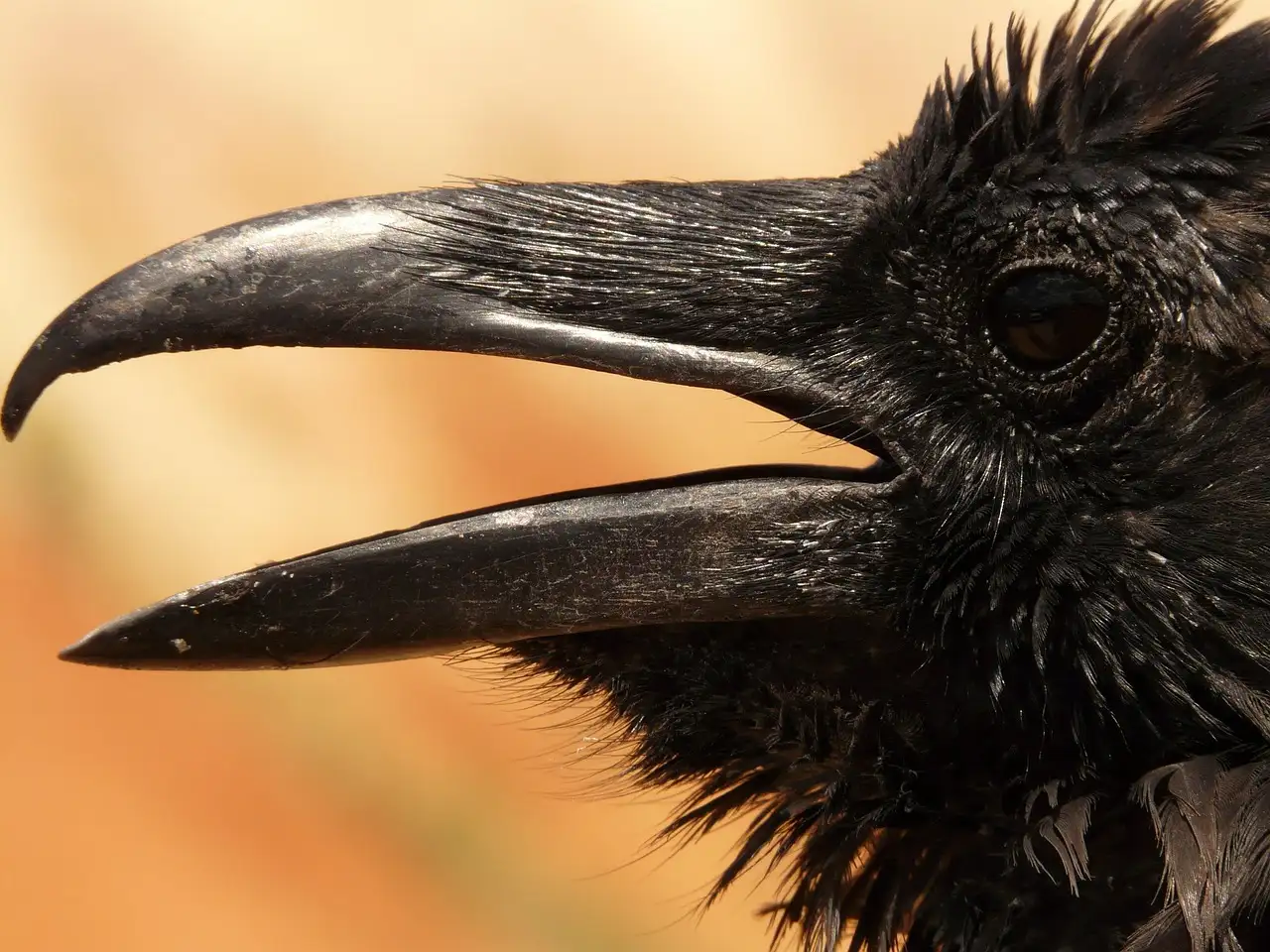 Wat symboliseert de raven van Morrigan in de mythologie?