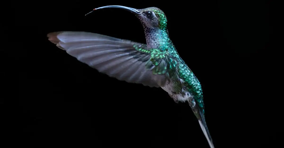Wat zie je in de nevelwouden van Monteverde, Costa Rica?