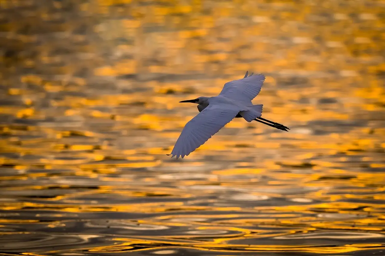 Wat zijn de grootste bedreigingen voor vogels in het wild?
