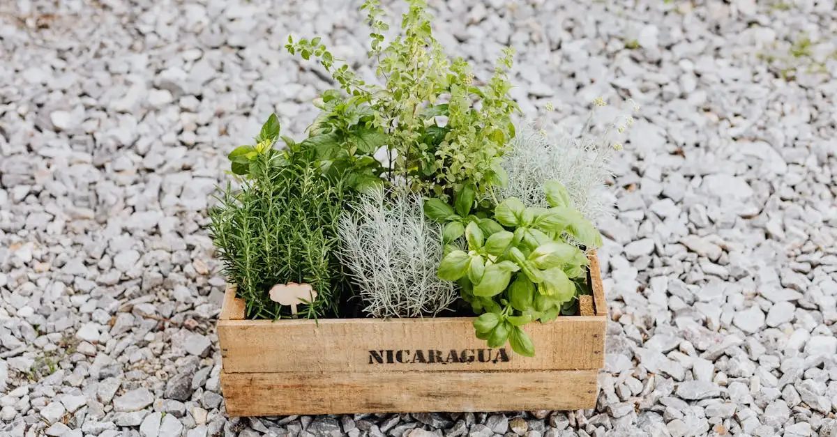 Wat zijn de top 3 culinaire specialiteiten in Nicaragua?