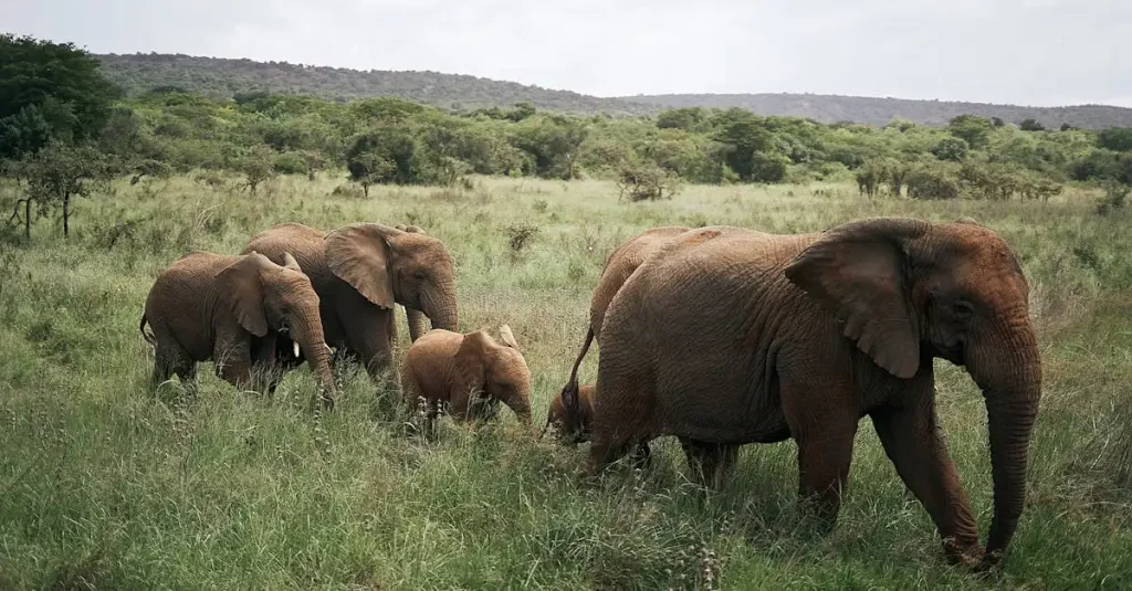 Wat zijn de verschillen tussen Afrikaanse en Aziatische olifanten?